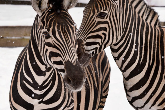 Klidný předvánoční čas v Zoo Liberec