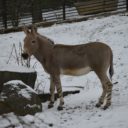 Klidný předvánoční čas v Zoo Liberec