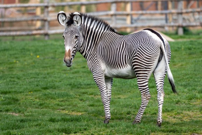 Zoo Praha představuje zvířecí sirotky