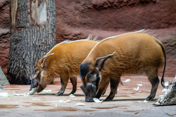 V Zoo Praha nyní uvidíte charismatické štětkouny