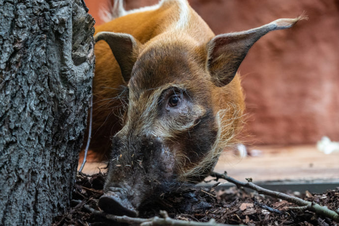 V novém pavilonu goril se zabydleli dva samci štětkounů afrických. Do Zoo Praha dorazila rezavá prasata z nizozemské zoologické zahrady v Emmenu. Foto Oliver Le Que, Zoo Praha