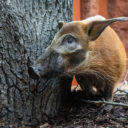 Zoo Praha představuje zvířecí sirotky