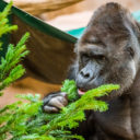 Vánoce v Zoo Praha: vstup pro děti za korunu a nadílka u zvířat