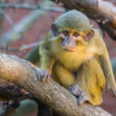 Zoo Praha představuje zvířecí sirotky