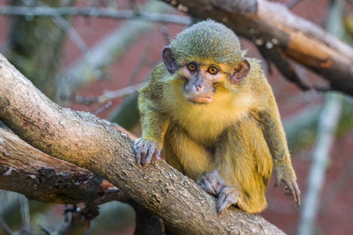 Talapoin severní, jeden z nejmenších primátů Afriky, zaujme nazelenalou barvou srsti a mezi opicemi výjimečnou schopností plavat. Portrét vůdčího samce Šklíby na adopční listině vykouzlí úsměv na tváří nejednomu milovníkovi zvířat. Foto Petr Hamerník, Zoo Praha