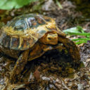 Zoo Praha představuje zvířecí sirotky