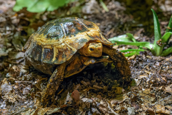 Tajuplná obyvatelka pralesního podrostu želva ohebná se vyznačuje částečně uzavíratelným krunýřem. I ona teď pátrá po svých adoptivních rodičích. Foto Petr Hamerník, Zoo Praha