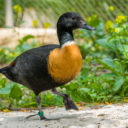 Zoo Praha představuje zvířecí sirotky