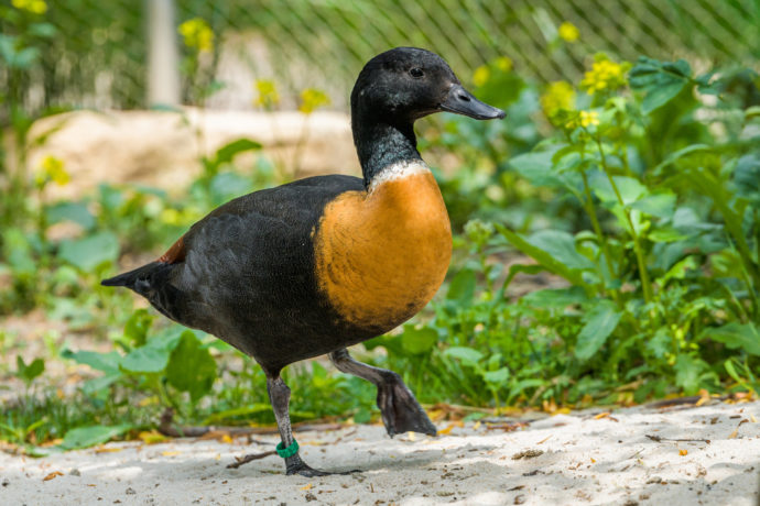 Opomíjeným druhem v Zoo Praha je i nápadně zbarvená husice australská. Husice žijí v páru, který spolu často zůstává po celý život. Její adopci tak můžou lidé svým blízkým darovat i jako vzor zvířecí věrnosti. Foto Petr Hamerník, Zoo Praha