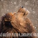 Vánoční a novoroční akce v zooparku Na Hrádečku