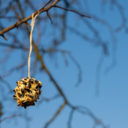 Jak krmit ptáky? Fotografická výstava v Botanické zahradě