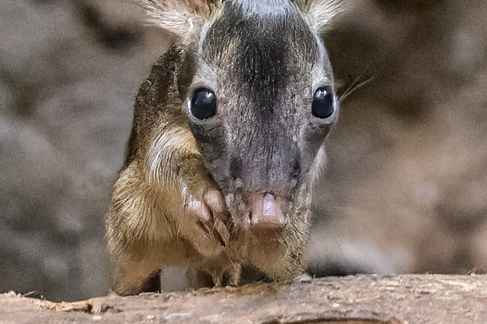 Významné odchovy Zoo Praha v roce 2022