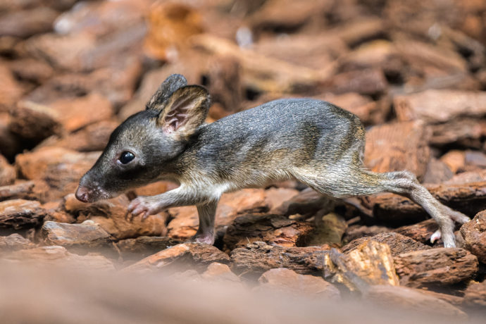 Mládě klokánka krysího obývá spolu se svými rodiči expoziční celek Darwinův kráter. V jeho domovině na východě Austrálie ohrožují tohoto vačnatce zejména invazivní druhy zvířat i stále častější požáry. Foto Petr Hamerník, Zoo Praha