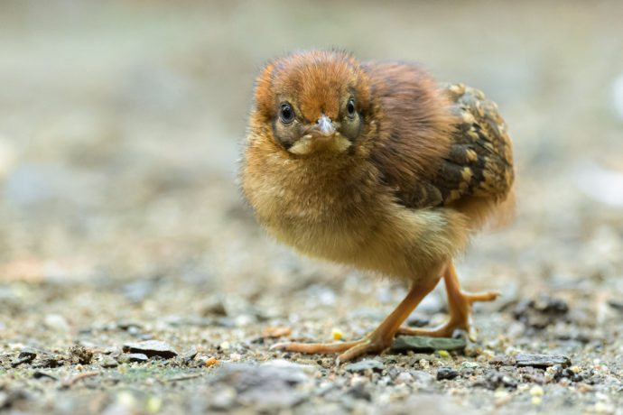 Satyr Cabotův je zařazen na Červený seznam ohrožených druhů IUCN v kategorii „zranitelný“, Zoo Praha od roku 2018 vede jeho Evropskou plemennou knihu. O to cennější je letos vylíhnuté mládě. Foto Petr Hamerník, Zoo Praha