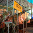 Na expedici mezi dinosaury do Českých Budějovic!