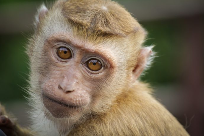 Slyším Zoo Brno. Na Mniší hoře je k dispozici unikátní aplikace pro nevidomé návštěvníky