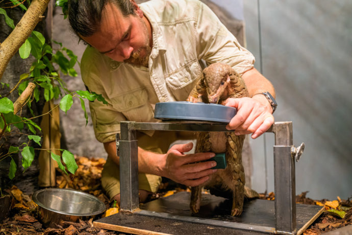 Vyšetření ultrazvukem luskouní samice Run Hou Tang probíhala na speciálně vyrobené hrazdičce, o kterou se mohla samice pohodlně opírat. Foto: ©Petr Hamerník, Zoo Praha
