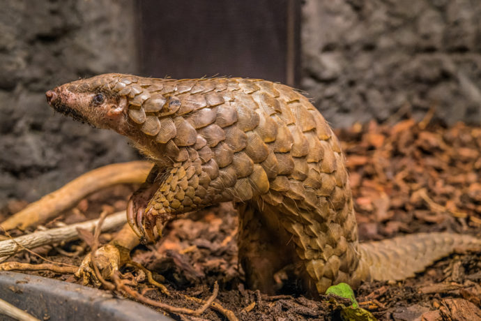 Samice Run Hou Tang žije v Zoo Praha spolu se samcem Guo Bao od loňského dubna. Foto: ©Petr Hamerník, Zoo Praha