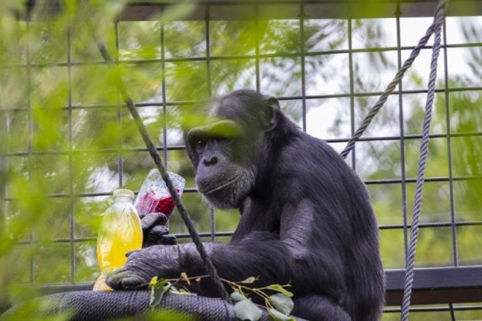 Foto: ©Zoo Dvorec