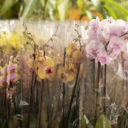 Výstava asijských orchidejí v Botanické zahradě Praha