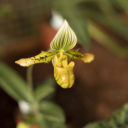 Výstava asijských orchidejí v Botanické zahradě Praha