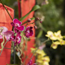 Výstava asijských orchidejí v Botanické zahradě Praha