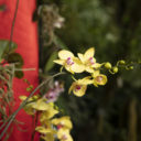 Výstava asijských orchidejí v Botanické zahradě Praha