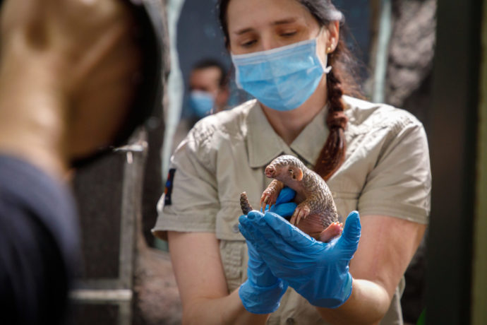 Hlavním bodem zahájení 92. sezóny Zoo Praha bude křest prvního luskouního mláděte v Evropě. Jméno sedmitýdenní samičky bude odhaleno po 11. hodině na terase Vzdělávacího centra v dolní části areálu. Foto: Miroslav Bobek, Zoo Praha