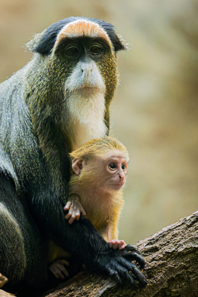 Mládě je pátým členem pražské skupiny kočkodanů Brazzových v Rezervaci Dja. Foto Petr Hamerník, Zoo Praha
