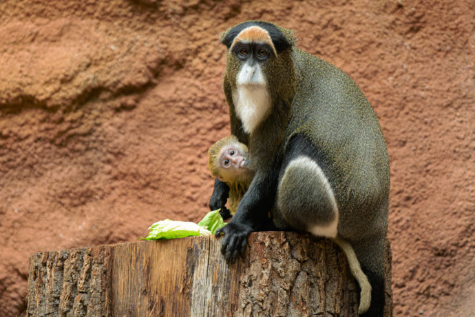 Většinu času je mládě přisáto na matčině struku a pije mateřské mléko. Foto Petr Hamerník, Zoo Praha