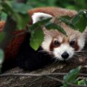 Jarní Zoo Liberec láká na mláďata i nové expozice