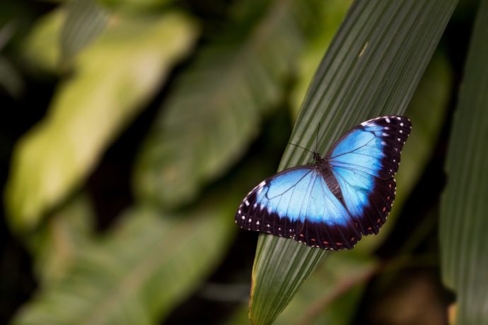 Morpho peleides. Foto: ©Botanická zahrada Praha