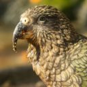 Jarní Zoo Liberec láká na mláďata i nové expozice