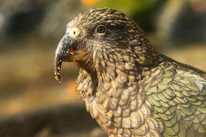 Nestor kea. Foto: ©Zoo Liberec