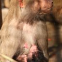 Jarní Zoo Liberec láká na mláďata i nové expozice