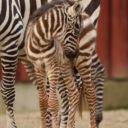Jarní Zoo Liberec láká na mláďata i nové expozice