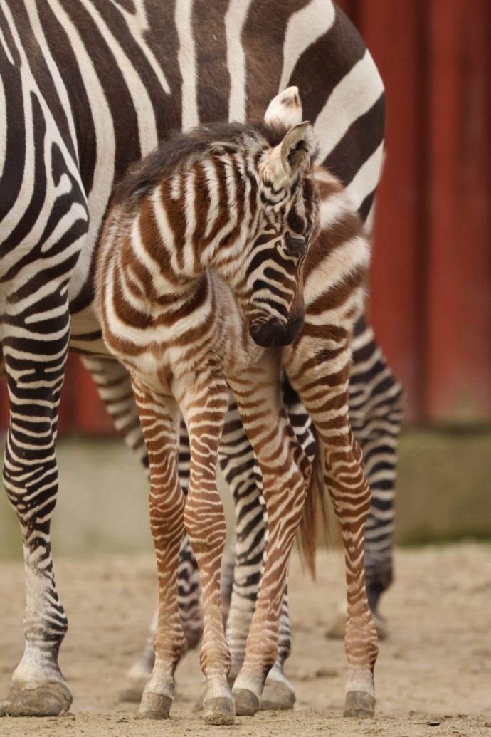 Zebra bezhřívá. Foto: ©Zoo Liberec