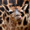 Zoo Liberec otevírá novou expozici. Usídlí se v ní exotické žabky