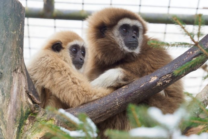 Víkend podpory ochranářských projektů v Zoologické zahradě Dvorec