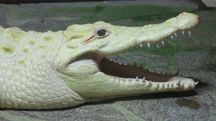 Krokodýlí ochranná farma a ZOO Protivín je unikátní podívanou na jihu Čech