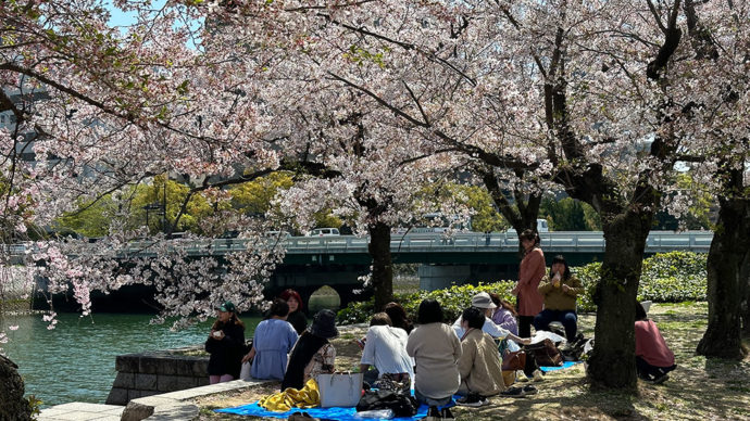 Hanami – svátek kvetoucích sakur – se bude slavit na pražské Hanspaulce