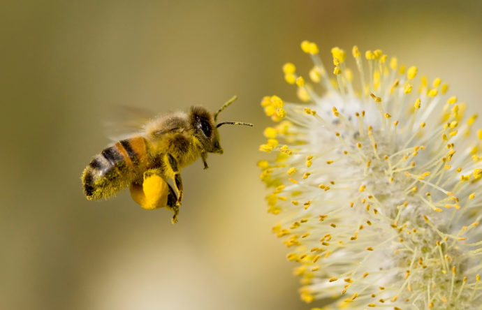 Foto: ©Botanická zahrada Praha
