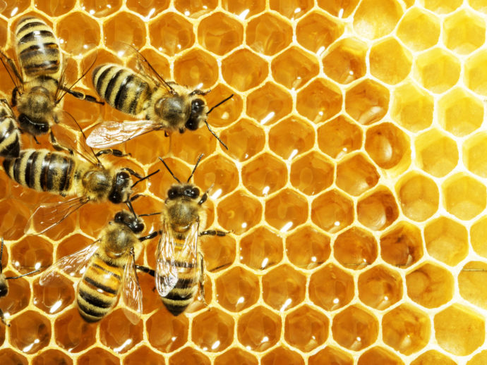 Foto: ©Botanická zahrada Praha