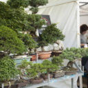 Festival bonsají a japonské kultury v botanické zahradě v Troji