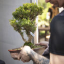 Festival bonsají a japonské kultury v botanické zahradě v Troji