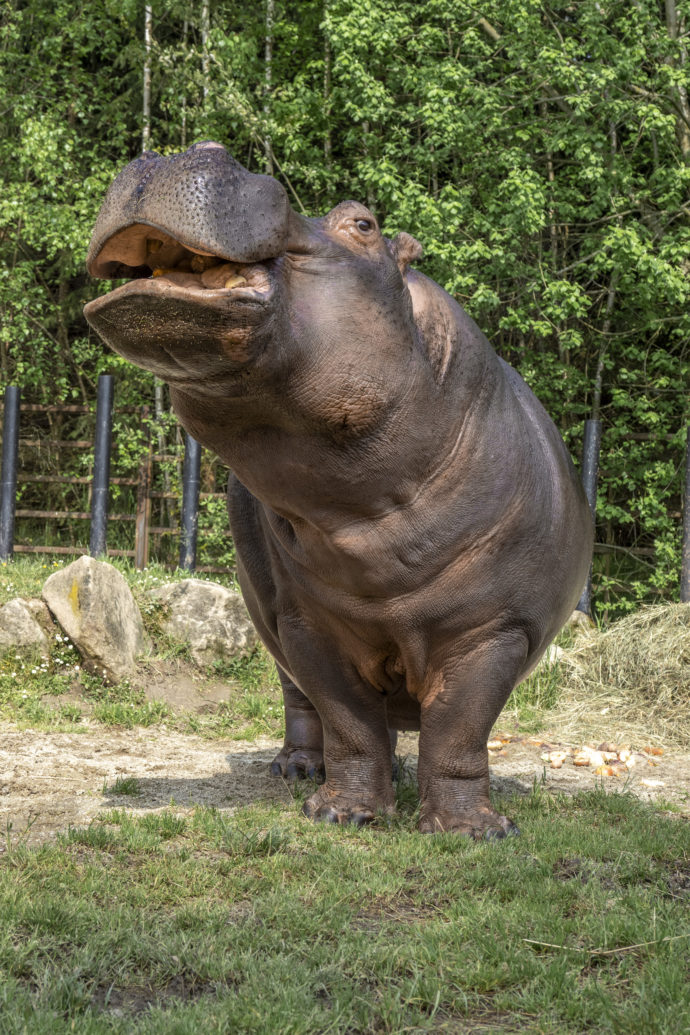 Hroší narozeniny v Zoologické zahradě Dvorec