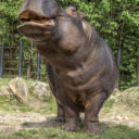 Hroší narozeniny v Zoologické zahradě Dvorec