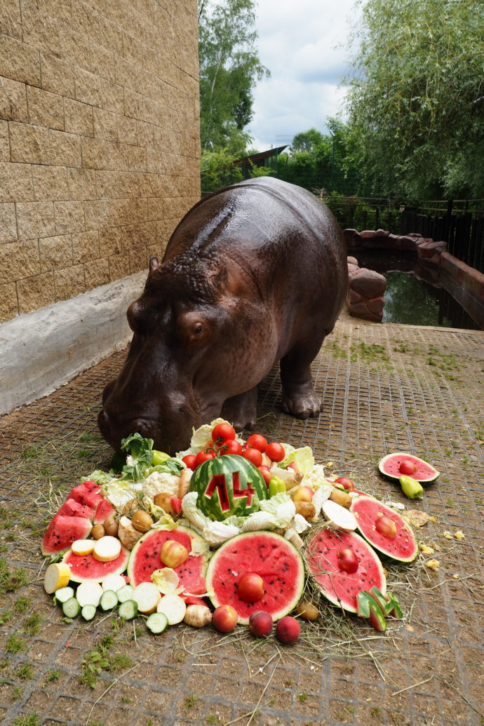 Hroší narozeniny v Zoologické zahradě Dvorec