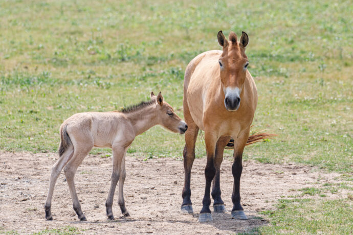 Dvoudenní hříbě mohou lidé pozorovat na rozlehlé pastvině na Dívčích hradech už nyní. Foto ©Miroslav Bobek, Zoo Praha