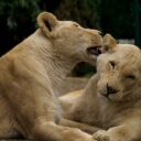 Lvy ve dvou poddruzích najdete pouze v Zoologické zahradě Dvorec
